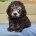 Thumbnail of post image 155