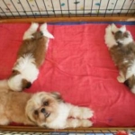 Thumbnail of post image 135