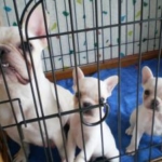 Thumbnail of post image 009