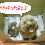 Thumbnail of post image 158