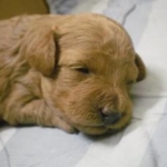 Thumbnail of post image 196