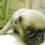 Thumbnail of post image 185