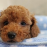 Thumbnail of post image 169